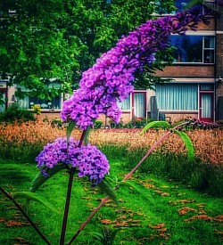 Kleurende bloem en bloei