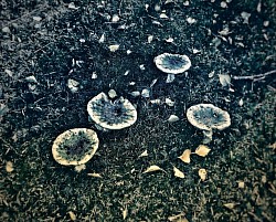 Paddenstoelen
