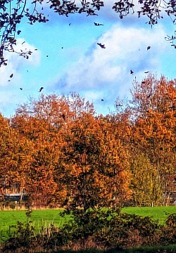 Drachten